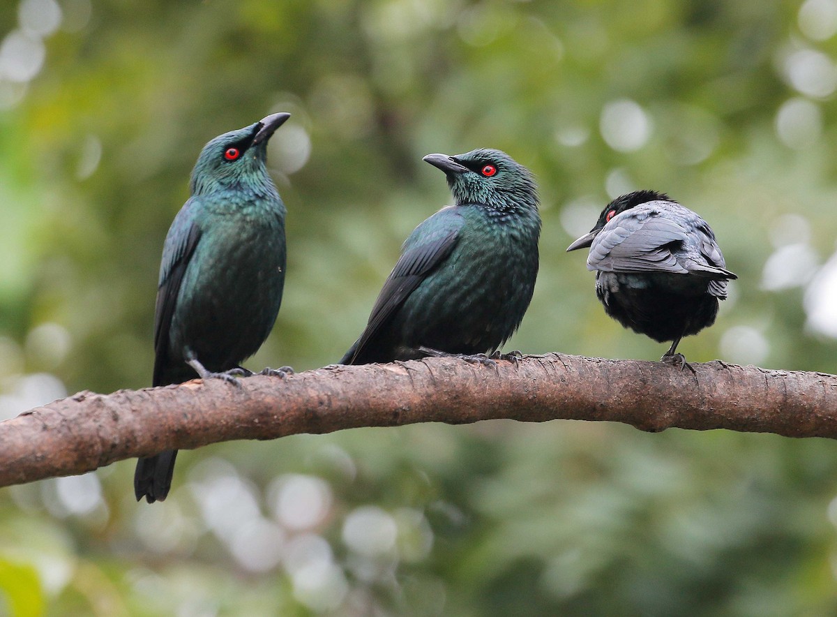 Asian Glossy Starling - Neoh Hor Kee