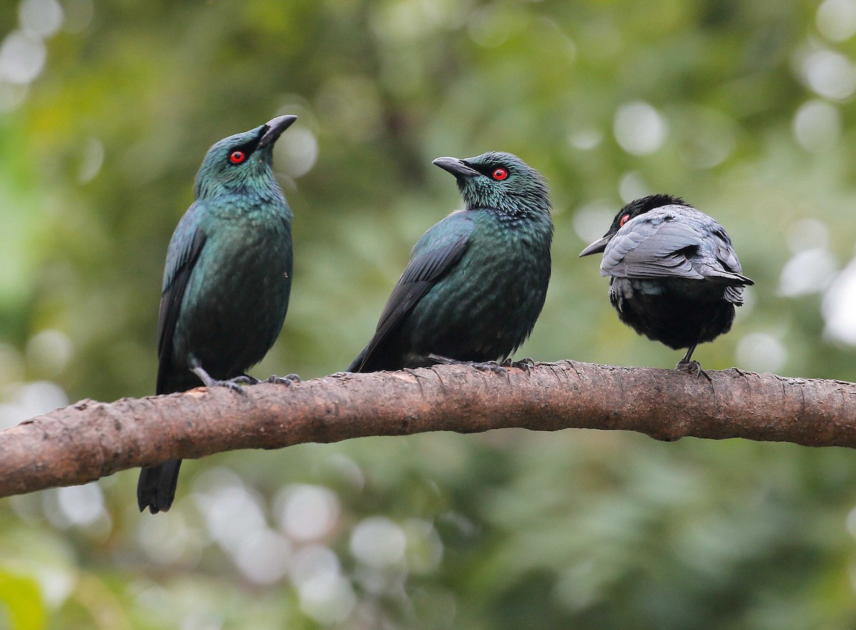 Asian Glossy Starling - ML80501401