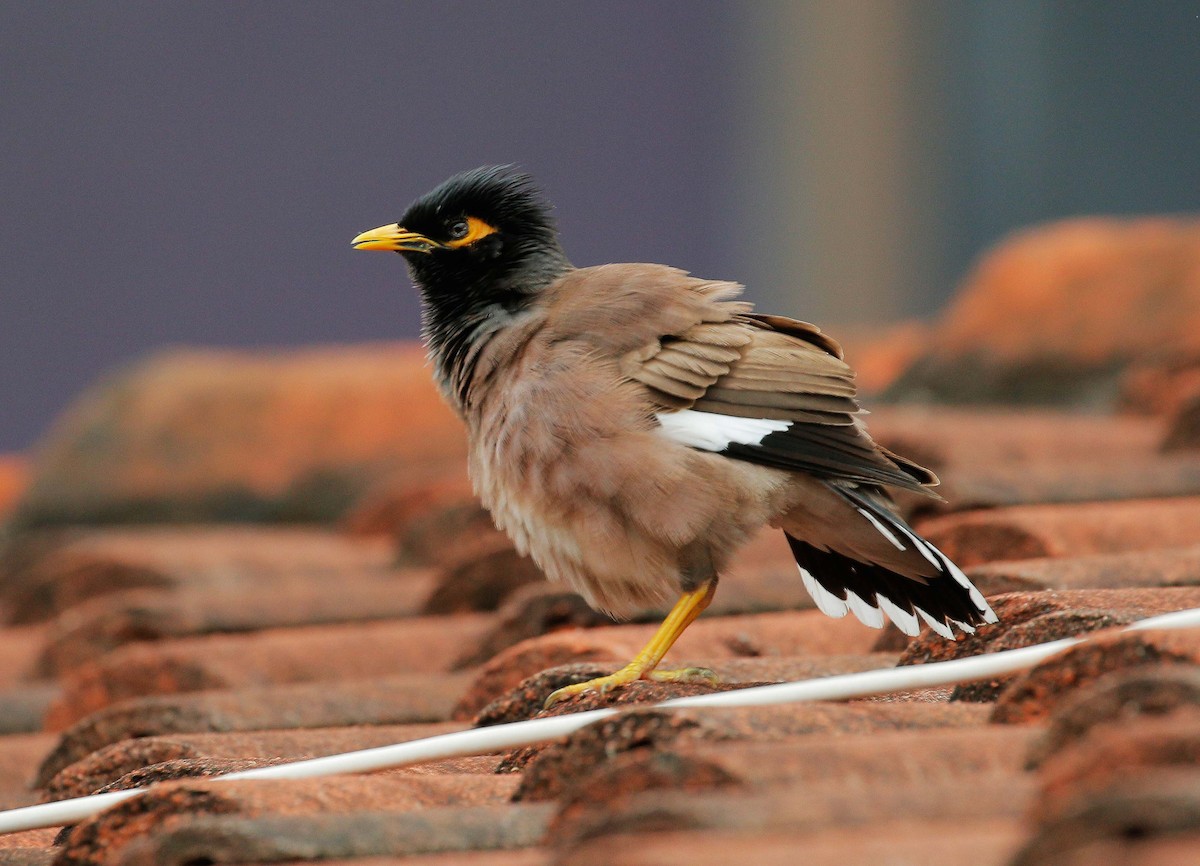 Common Myna - ML80501411