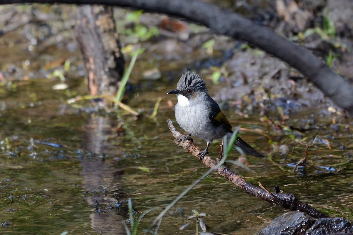 Ashy Bulbul - ML80502271