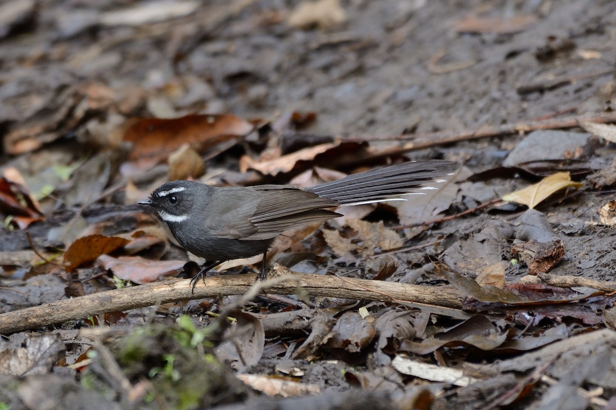 White-throated Fantail - Sanjay Malik