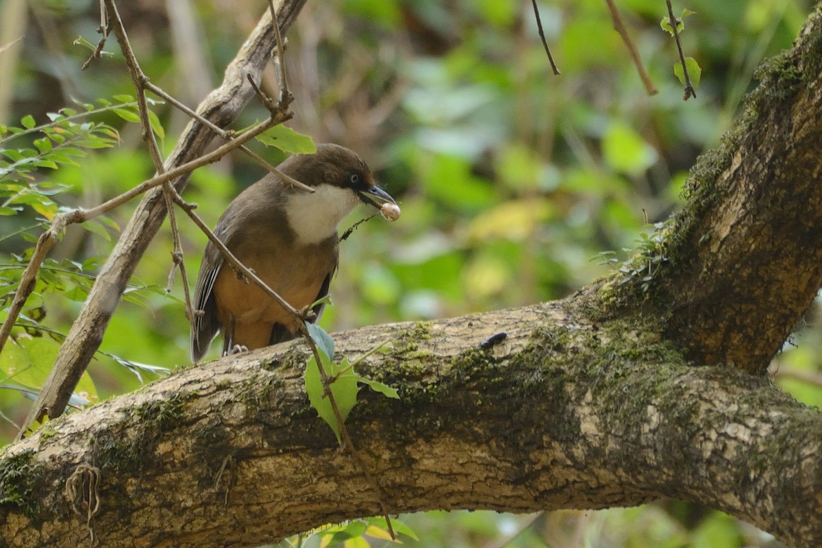 White-throated Laughingthrush - ML80502471