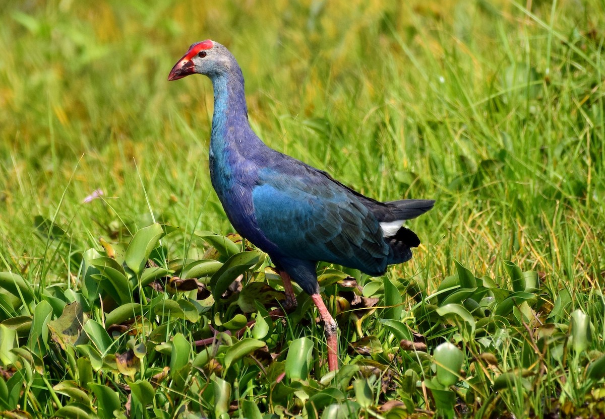 Gray-headed Swamphen - mathew thekkethala