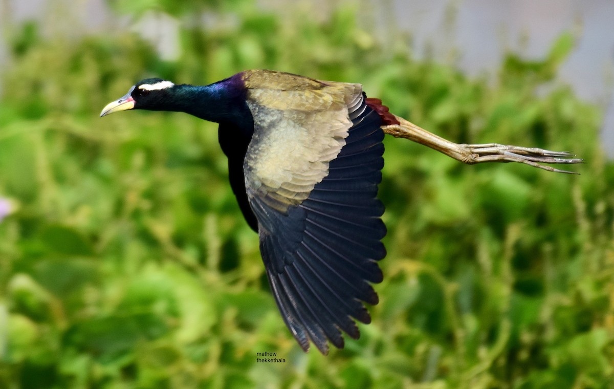 Bronze-winged Jacana - mathew thekkethala