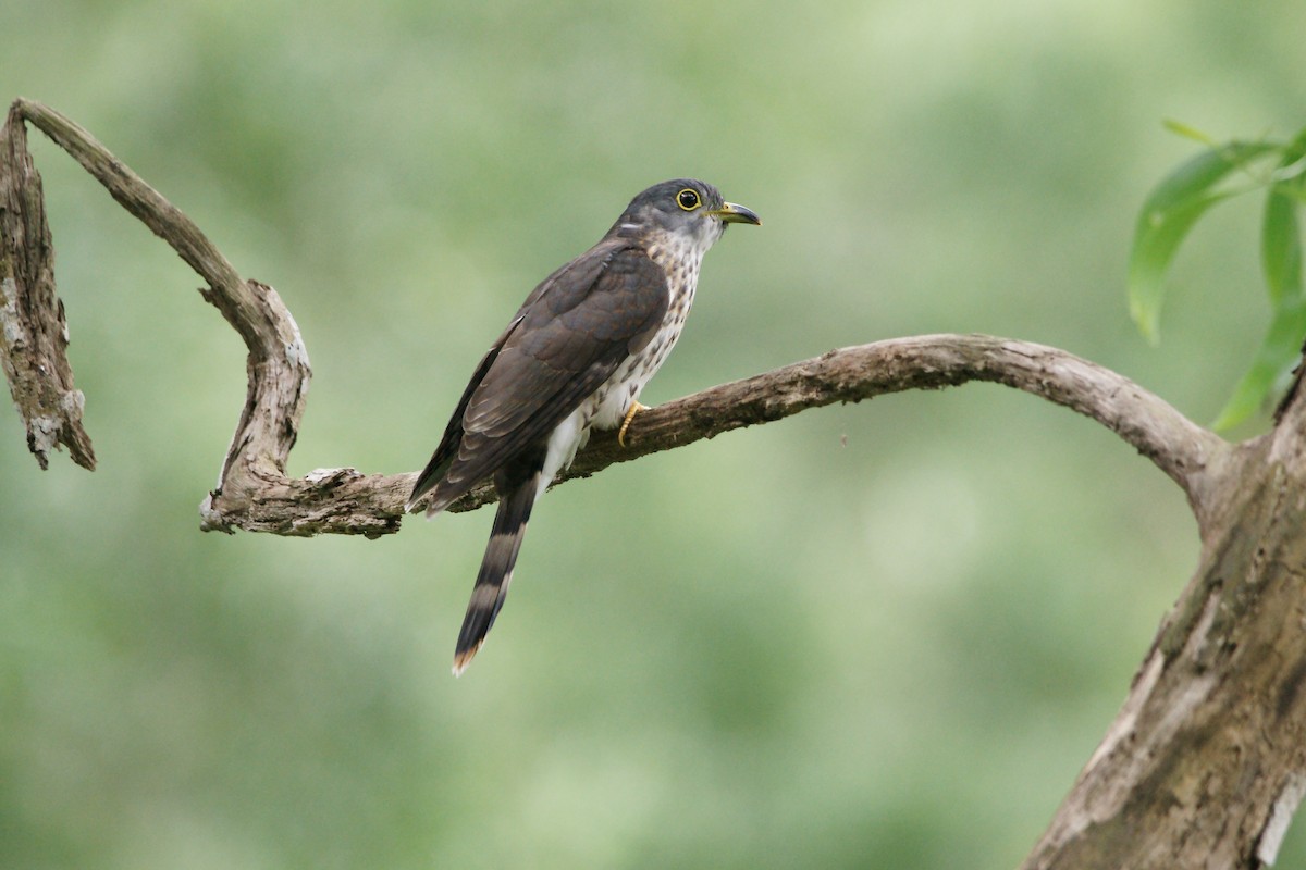 Malaysian Hawk-Cuckoo - Kian Guan Tay