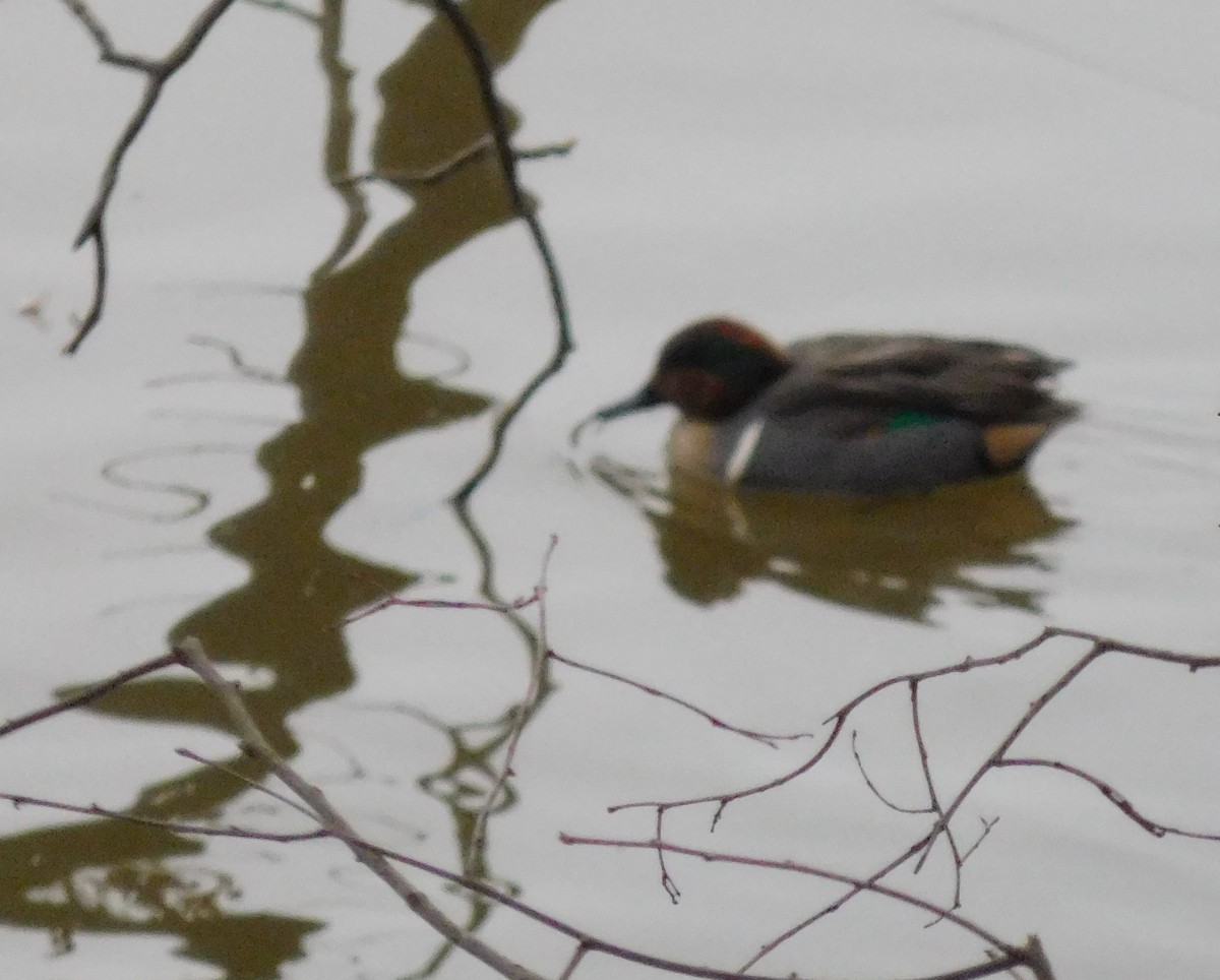 Green-winged Teal - ML80505791