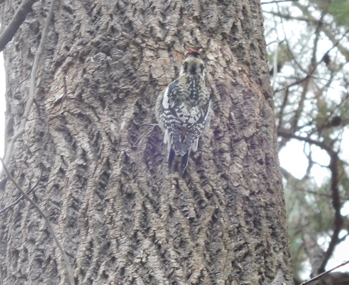 Yellow-bellied Sapsucker - ML80505881