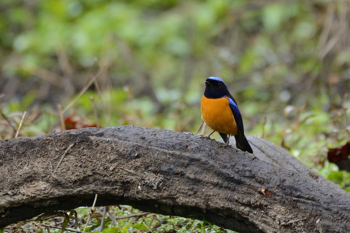 Rufous-bellied Niltava - ML80507201