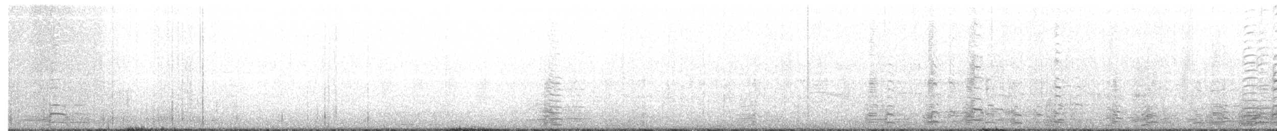 berneška velká (ssp. moffitti/maxima) - ML80507291