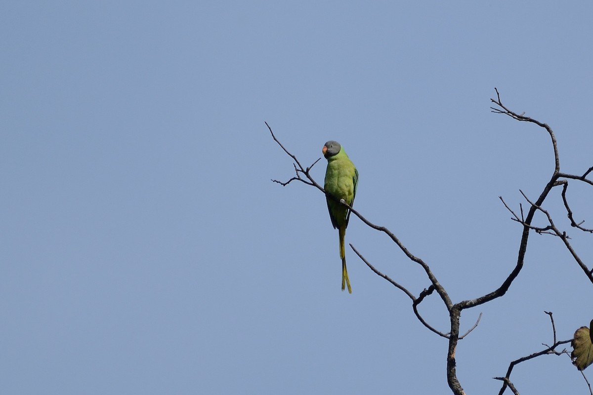 Slaty-headed Parakeet - Sanjay Malik