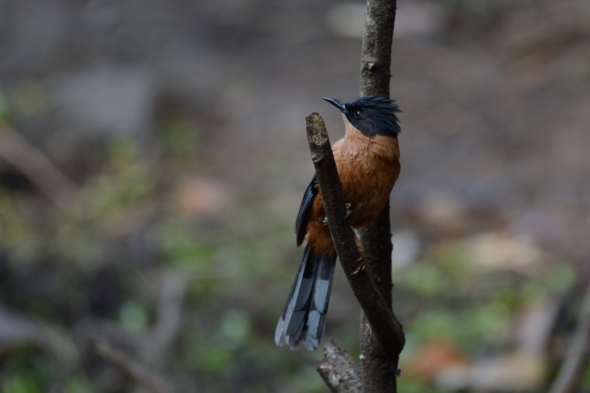 Rufous Sibia - ML80507391