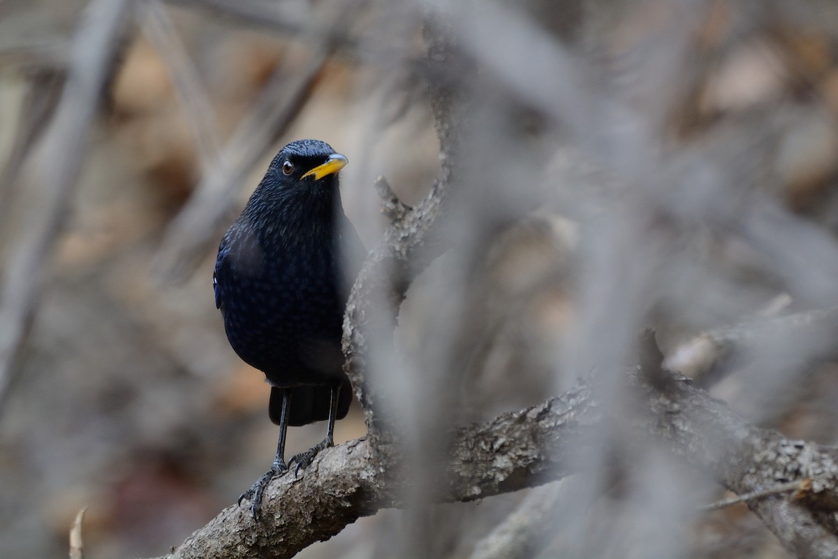 Blue Whistling-Thrush - ML80507441