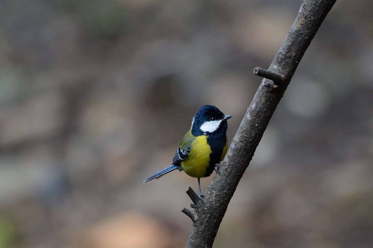 Green-backed Tit - ML80507471