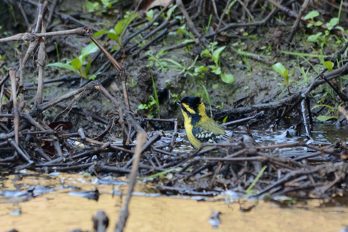 Himalayan Black-lored Tit - Sanjay Malik