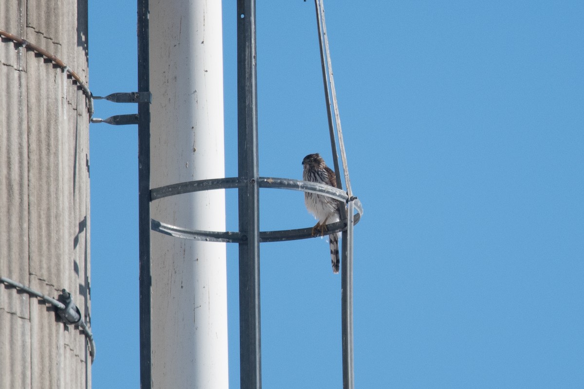 Cooper's Hawk - ML80507921