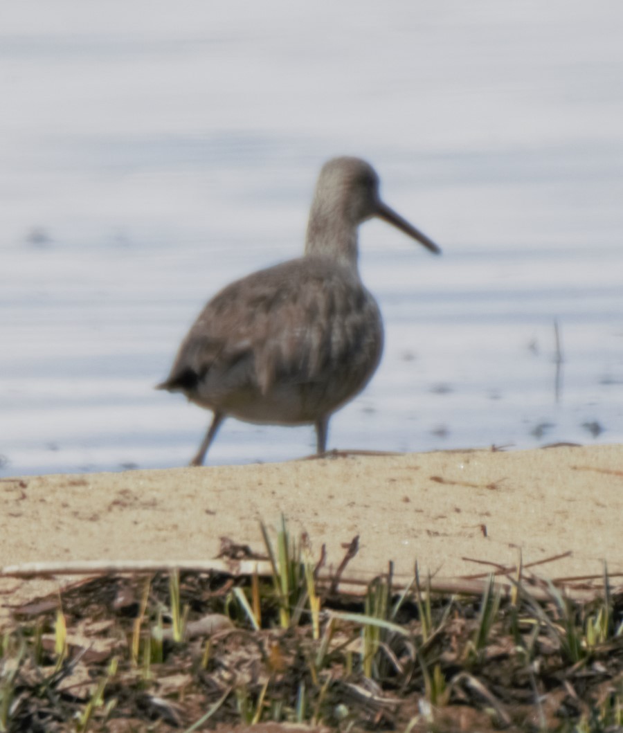 Willet (Western) - ML80508551