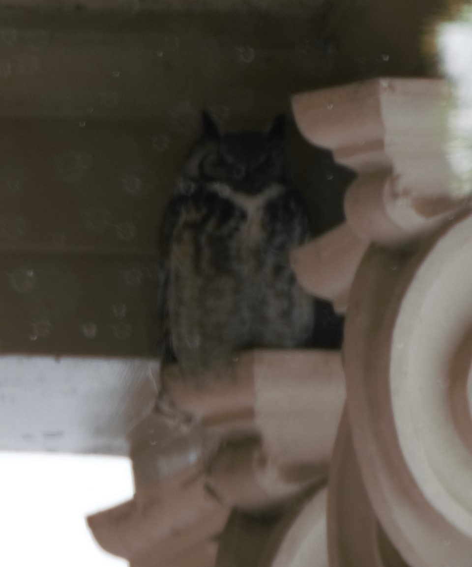 Great Horned Owl - ML80510871