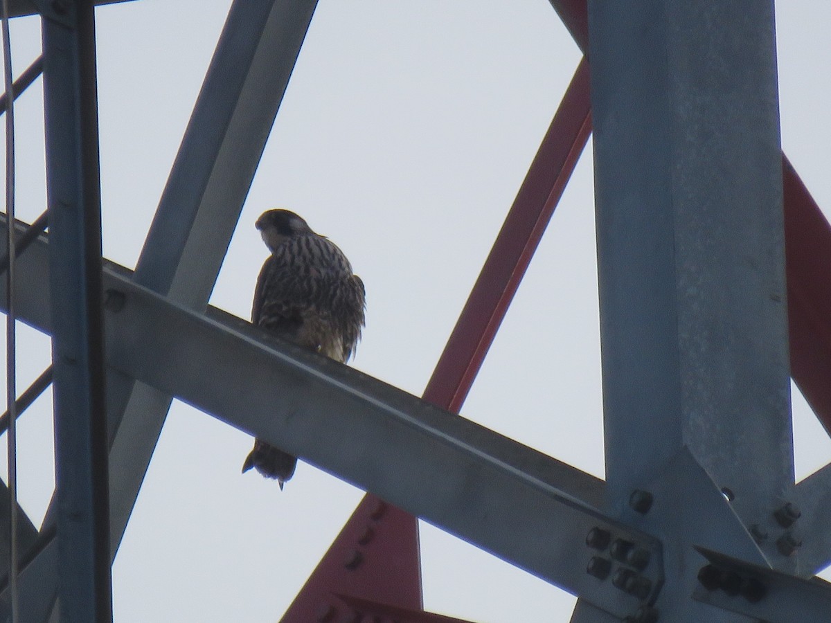 Peregrine Falcon - Alan  Troyer