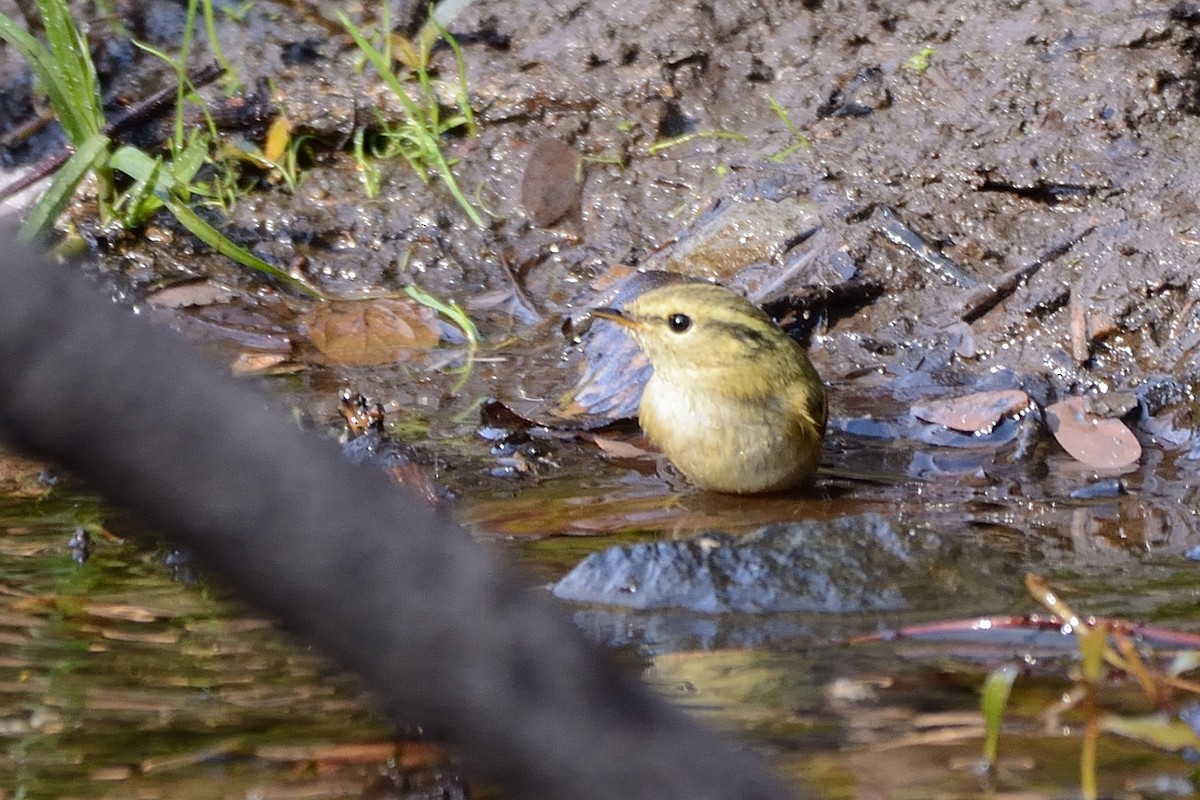 Mosquitero Dorsiclaro - ML80512751