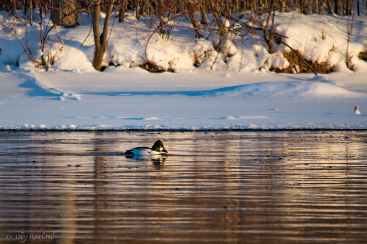 Common Goldeneye - ML80515651