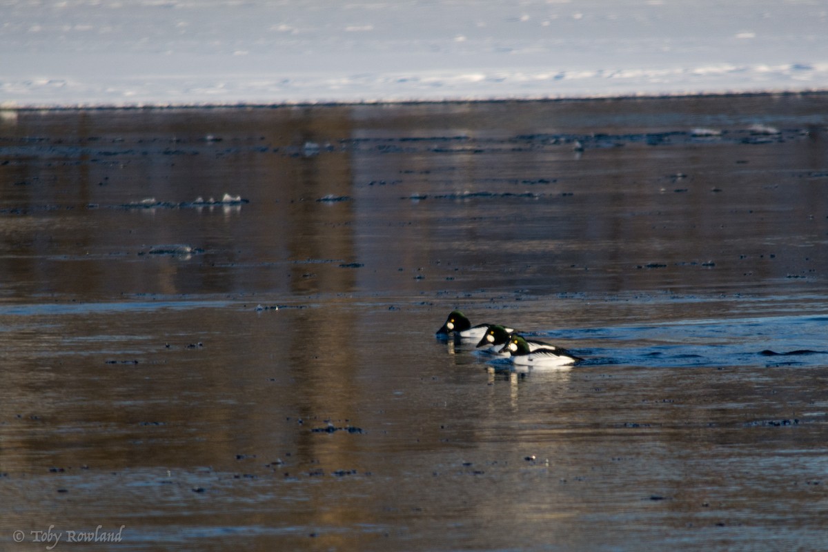 Common Goldeneye - ML80515701