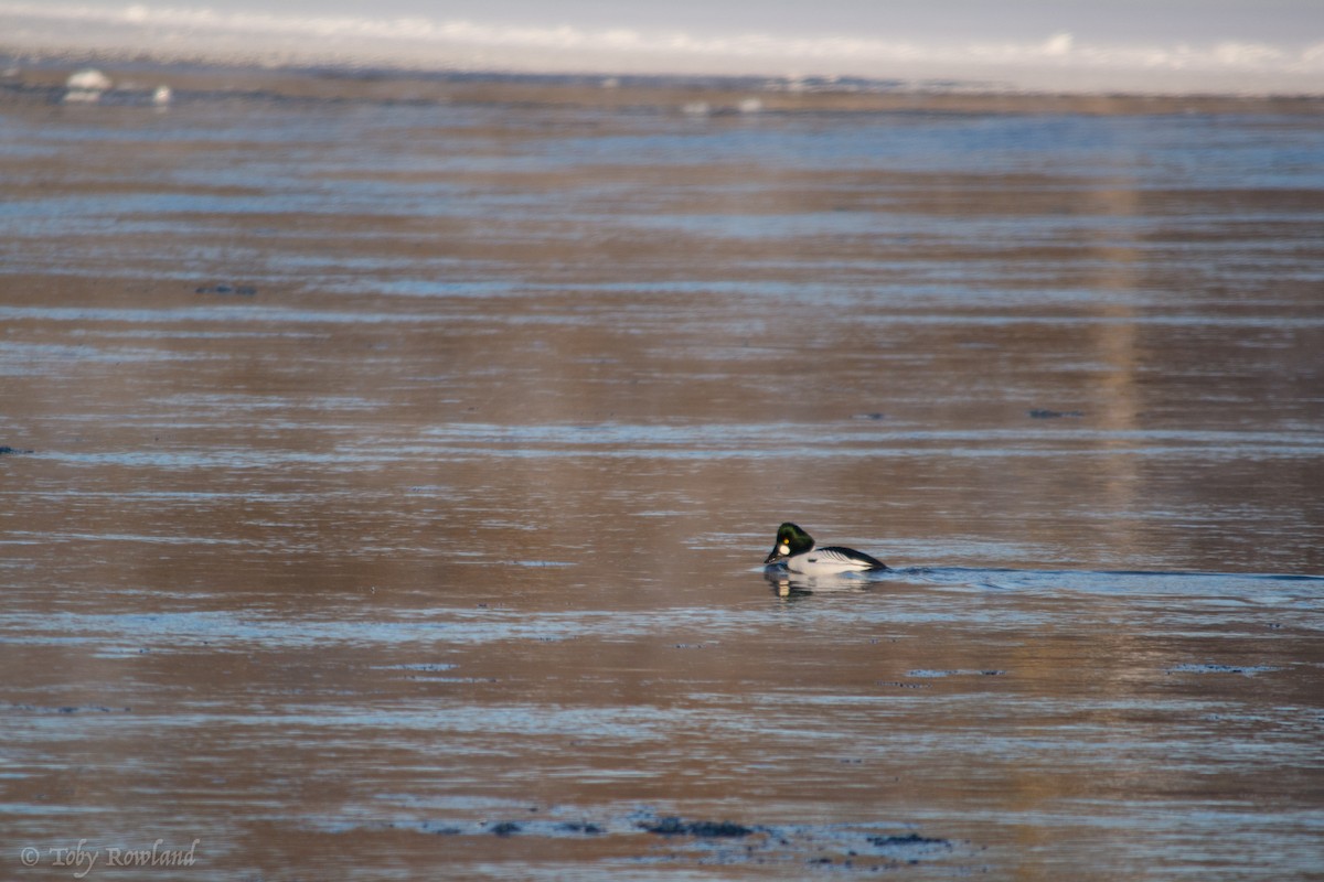 Common Goldeneye - ML80515971