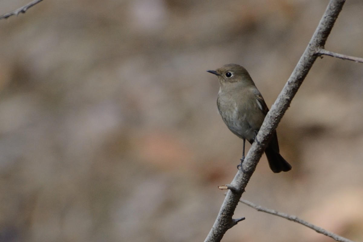 Blue-capped Redstart - ML80517151