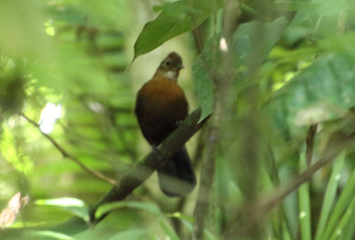 Rufous-breasted Leaftosser - Rick Folkening