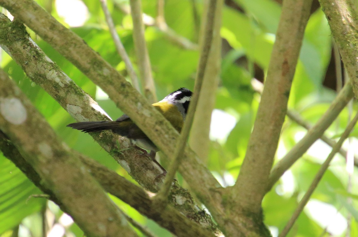 Half-collared Sparrow - ML80519211