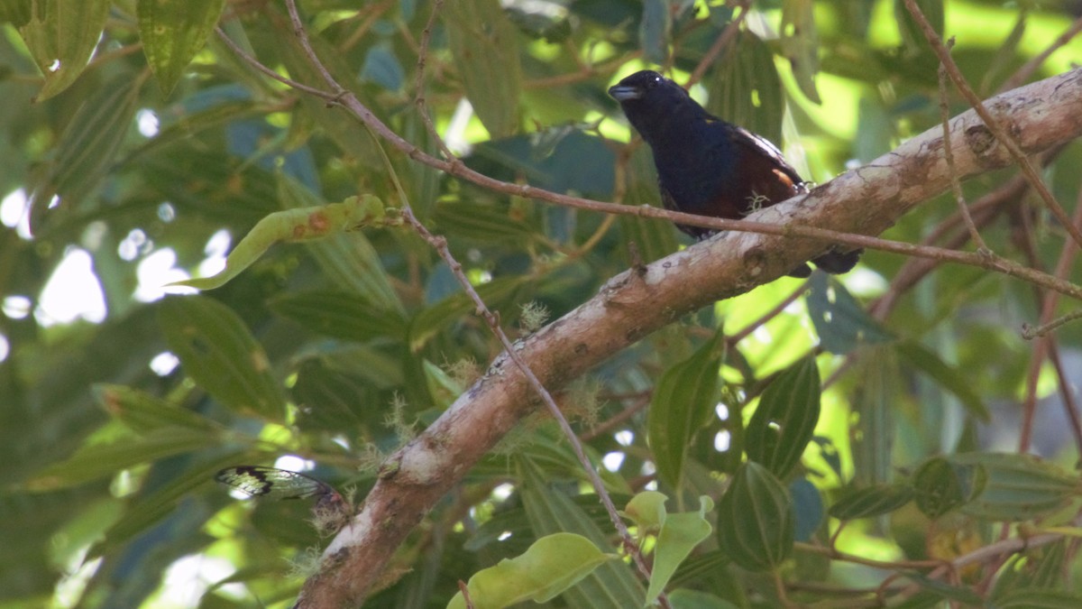 Chestnut-bellied Euphonia - ML80519651