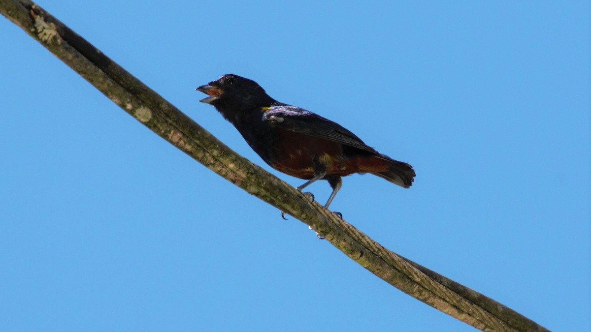 Chestnut-bellied Euphonia - ML80519661