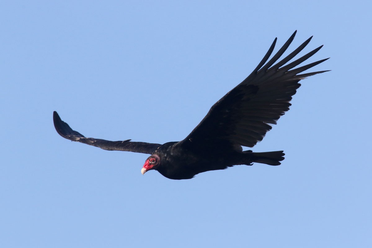 Turkey Vulture - ML80520701
