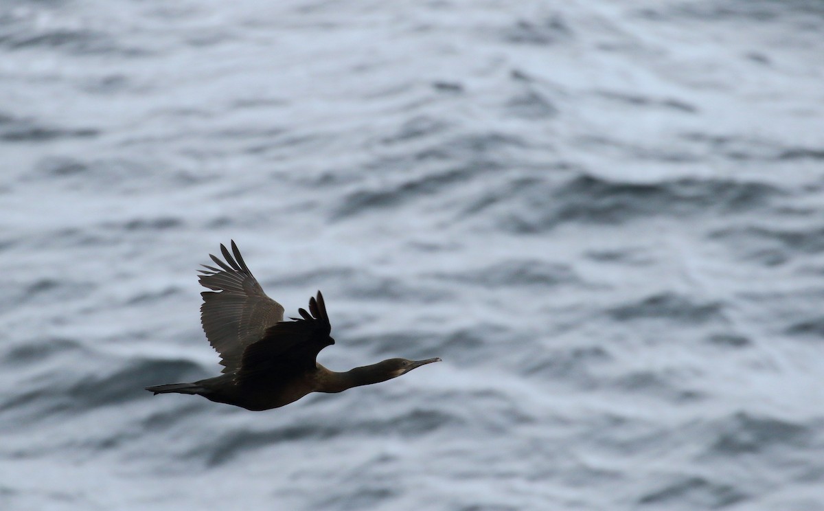 Brandt's Cormorant - ML80522771