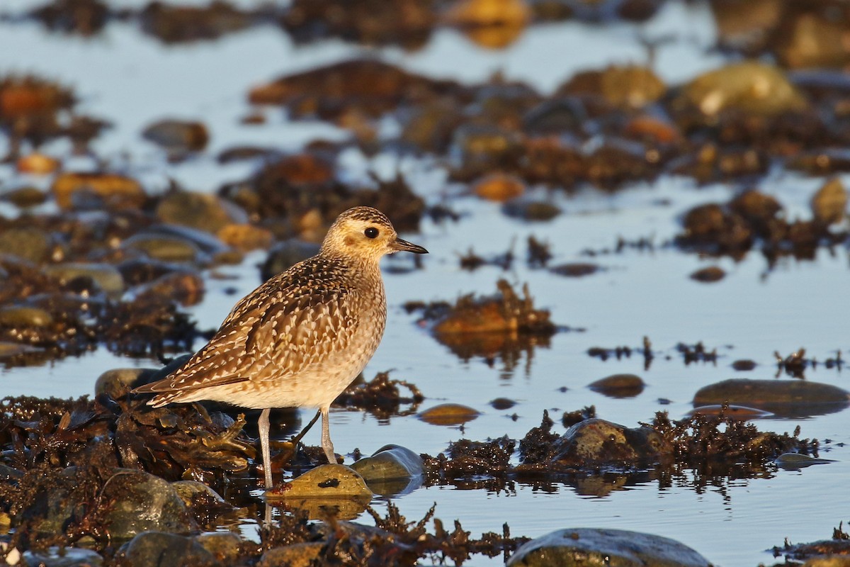 Pacific Golden-Plover - ML80523841