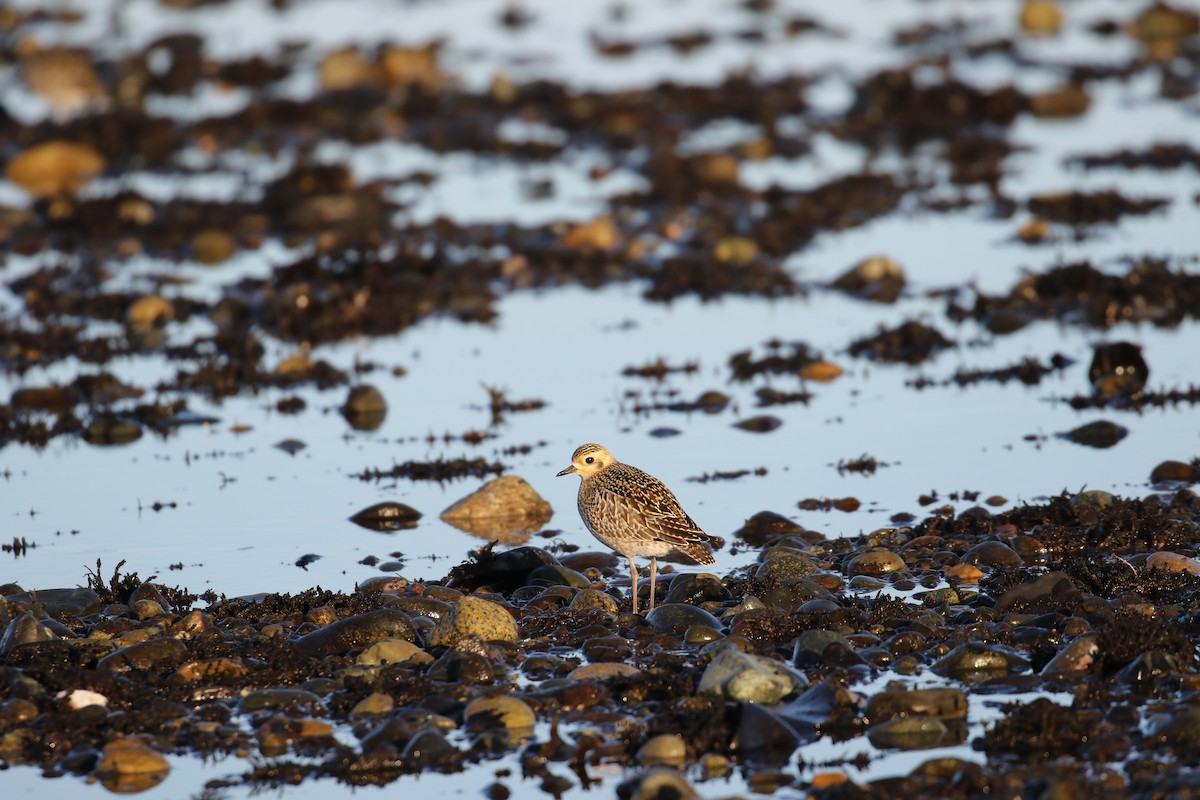 Pacific Golden-Plover - ML80523851