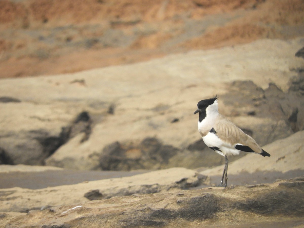 River Lapwing - ML80523931