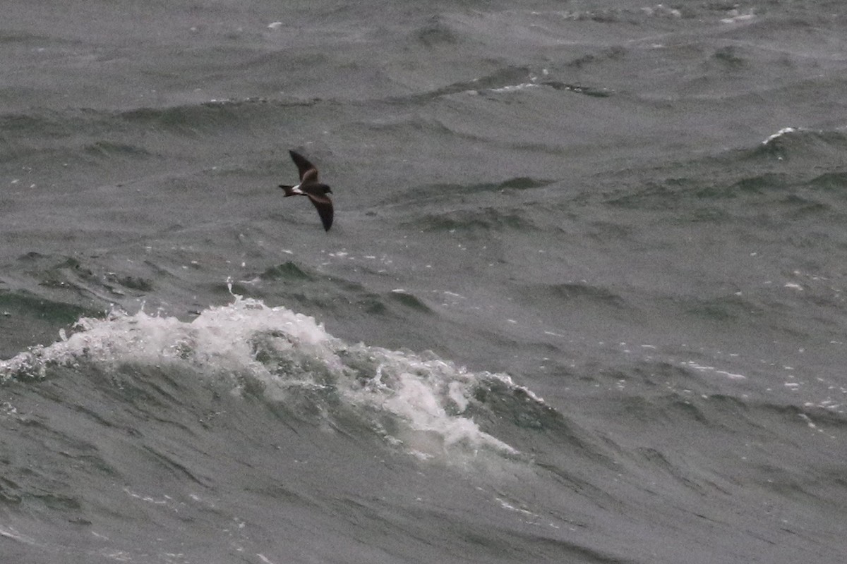 Wellenläufer - ML80524401
