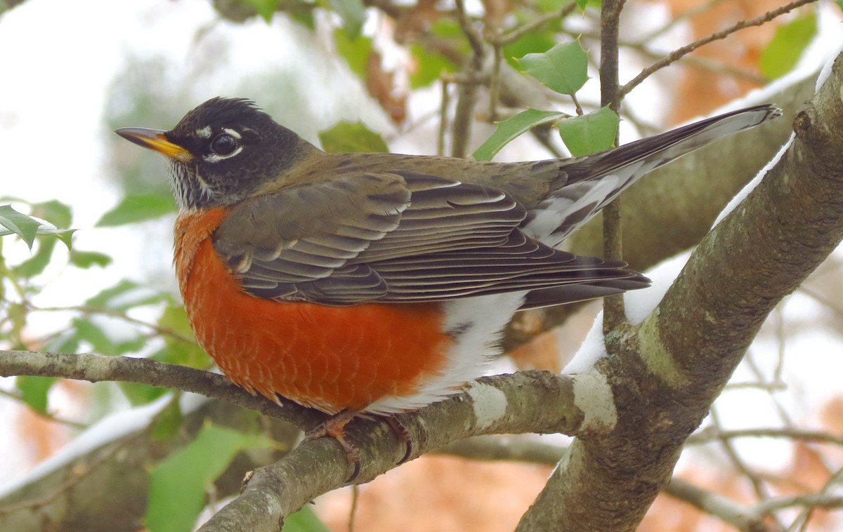 American Robin - Paul Bedell