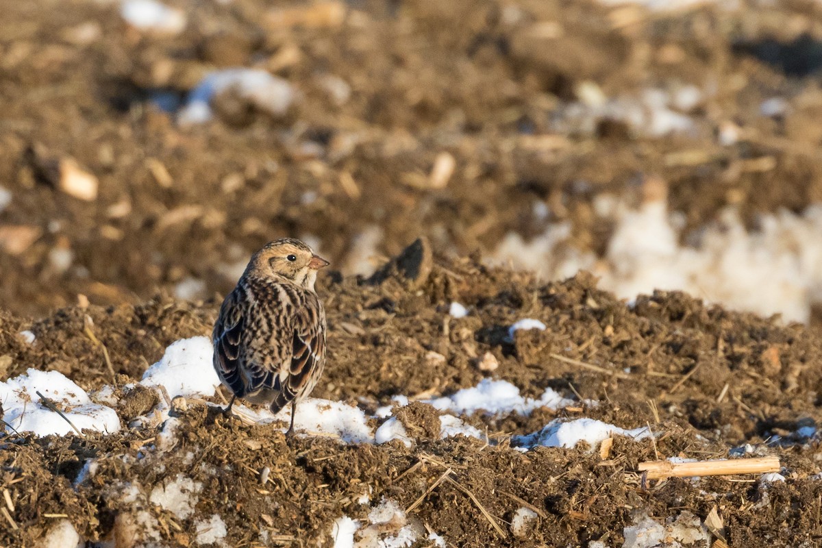 Lapland Longspur - ML80524791