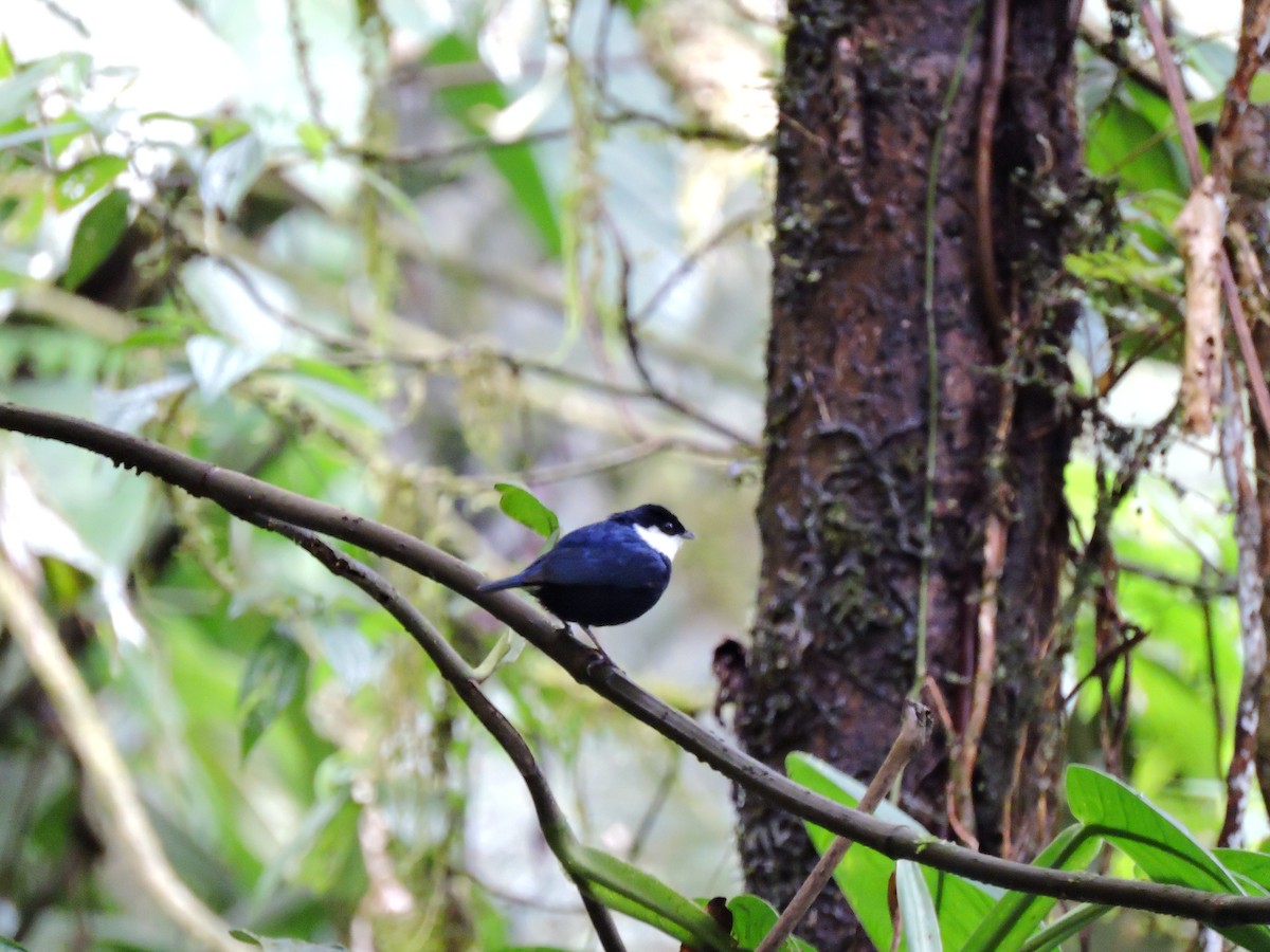 White-bibbed Manakin - ML80524811