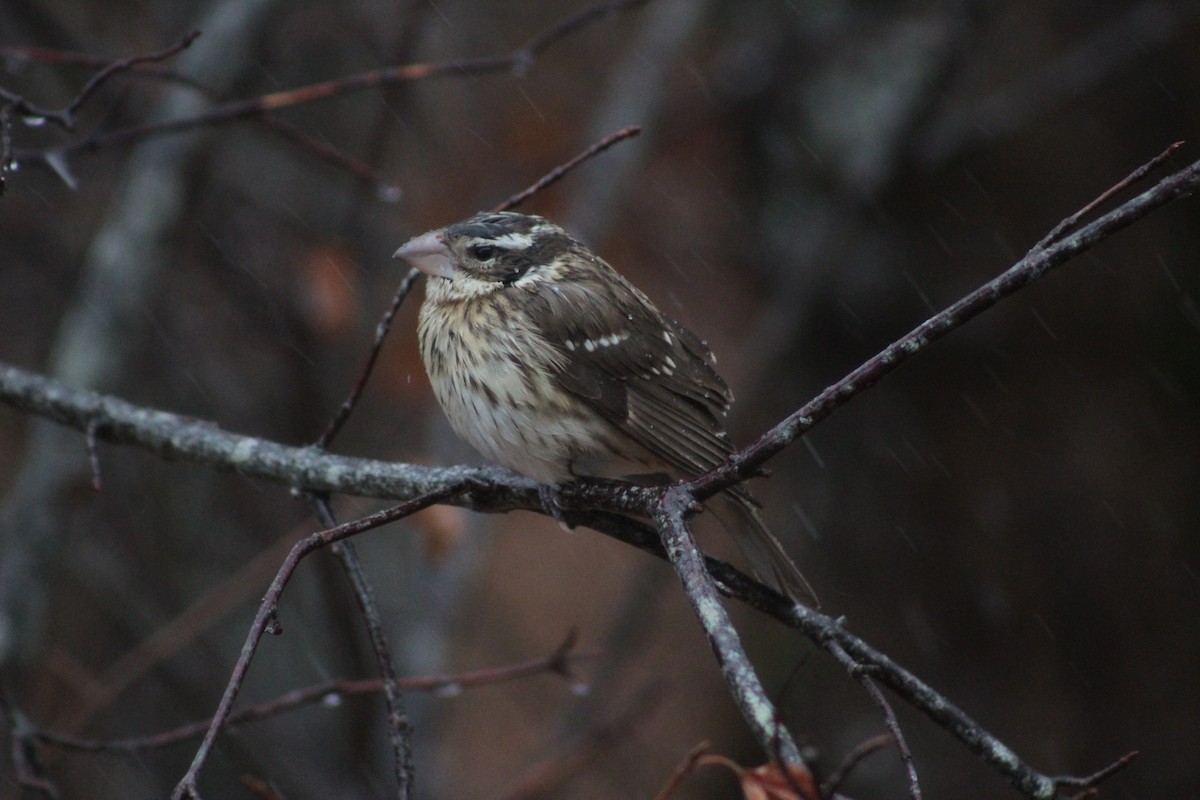 Rose-breasted Grosbeak - ML80524981