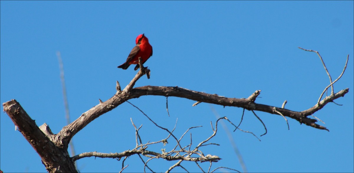 Vermilion Flycatcher - ML80525181