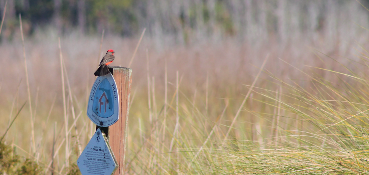 Vermilion Flycatcher - ML80525201