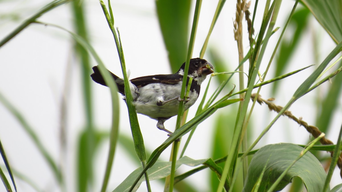 Variable Seedeater - Jorge Muñoz García   CAQUETA BIRDING