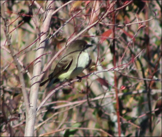 Eastern Phoebe - ML80525491