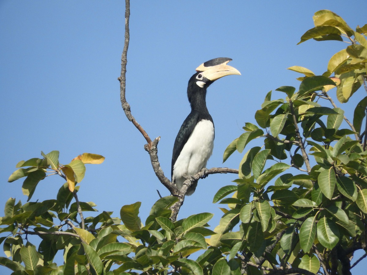 Malabar Pied-Hornbill - ML80525501