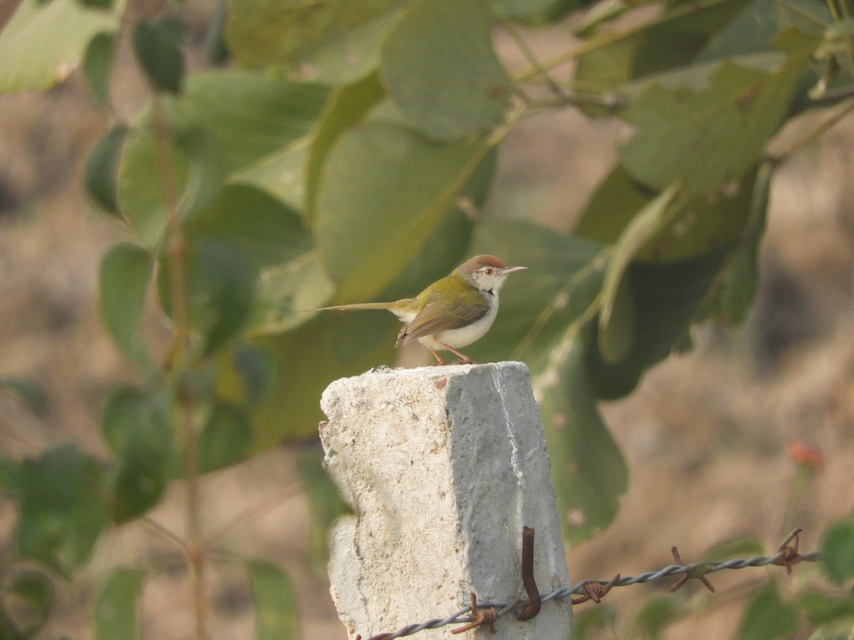 Rotstirn-Schneidervogel - ML80526041