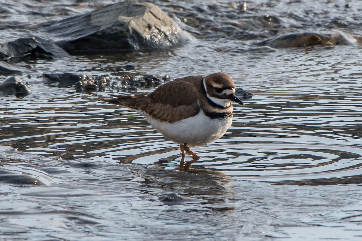 Killdeer - Frank King