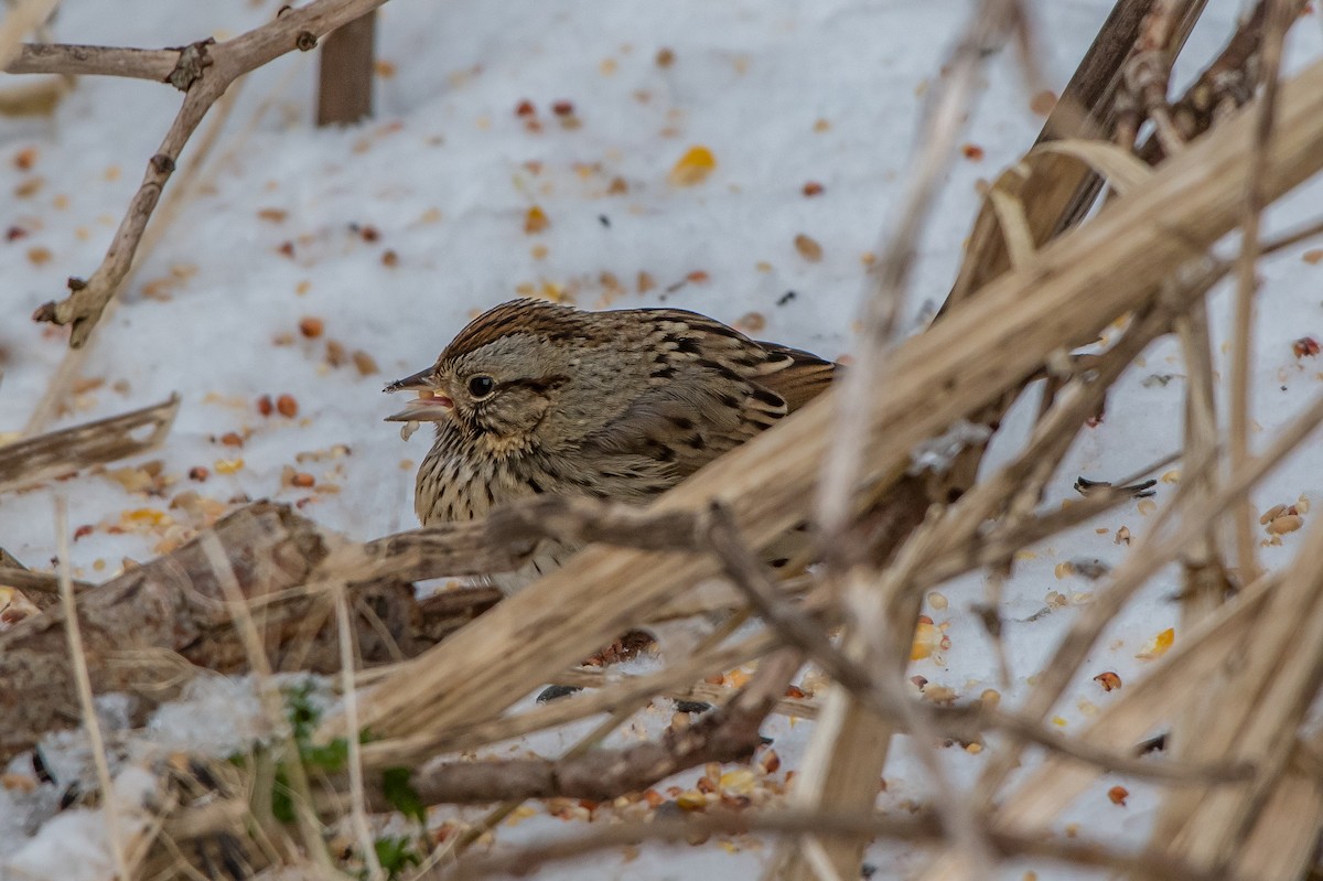 Lincoln's Sparrow - ML80526551