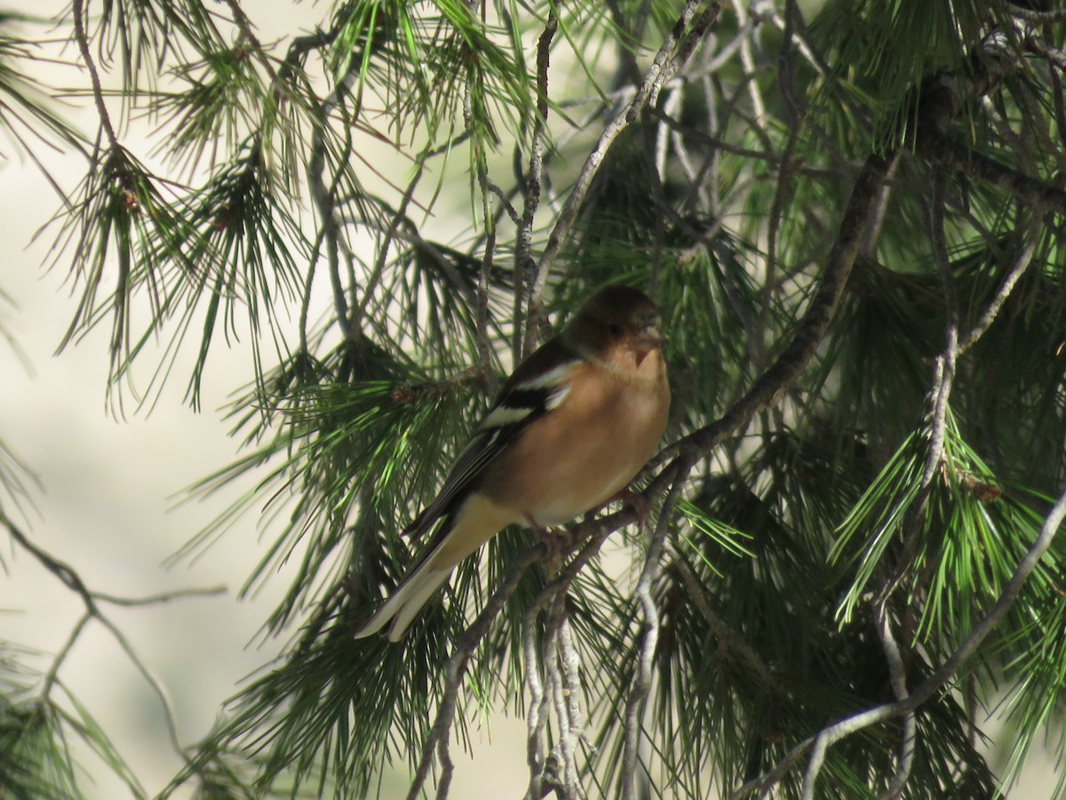 Common Chaffinch - ML80526771